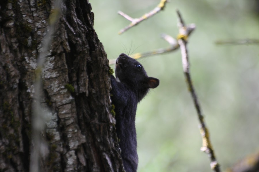 Sciurus vulgaris: Abruzzo
